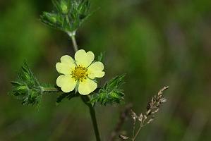 2025-06169021 Acton Arboretum, MA